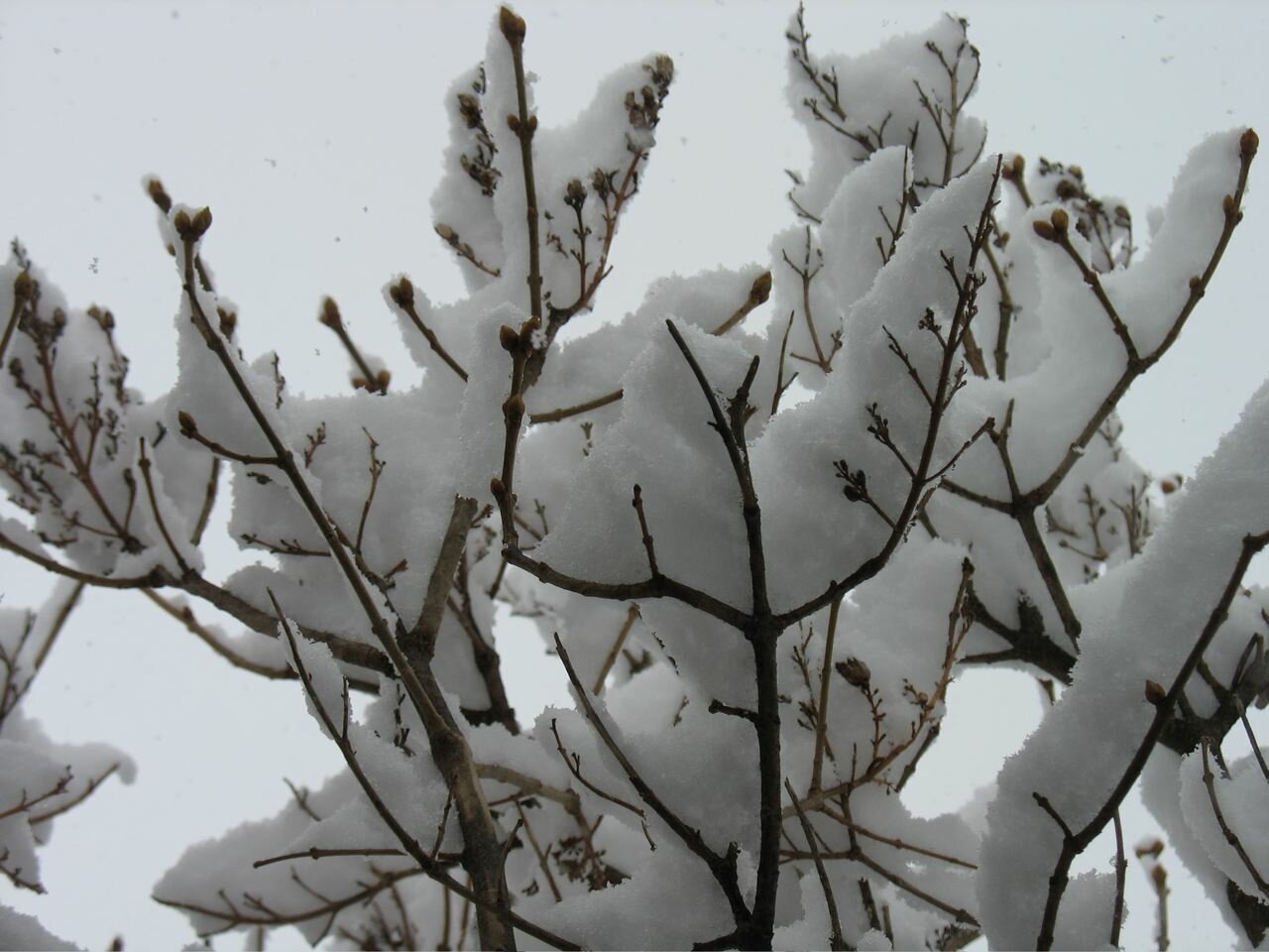 Lilacs